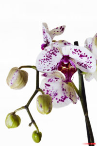 Phalaenopsis amabilis 2104-11